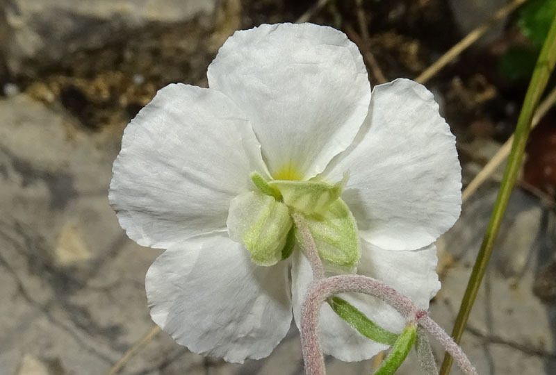 Helianthemum apenninum - Cistaceae